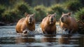 Capybara Trio Splashing Through Water: A Unique Wildlife Encounter in Natural Habitat Royalty Free Stock Photo