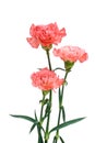 Three carnation