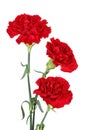 Three carnation flowers