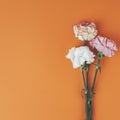 Three carnation flowers bouquet on rich orange background. Simple square composition Royalty Free Stock Photo