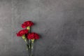 Three carnation flowers on a dark background. Greeting card.