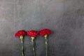 Three carnation flowers on a dark background. Greeting card.