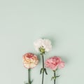 Three carnation flowers on light mint background. Simple square composition