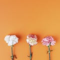 Three carnation flowers pattern on rich orange background. Simple square composition Royalty Free Stock Photo