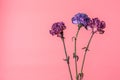 Three carnation flowers - violet and peach pink isolated on soft pink background