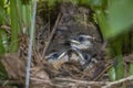 Three Carolina Wren Baby Birds in Nest Royalty Free Stock Photo