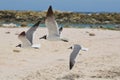 Three Carribean Laughing Gulls in Flight Over Baby Beach Royalty Free Stock Photo