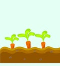 Three carrots grow in the ground
