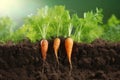 Three carrots with lush tops in rich soil under sunlight