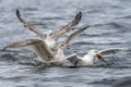 Three Caspian Gulls Larus cachinnans fight with each other for a fish in the water of the oder delta in Poland, europe.