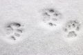 Three cat footprints in the snow Royalty Free Stock Photo