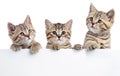 Three cat kittens peeking out of a blank sign, isolated on white background Royalty Free Stock Photo