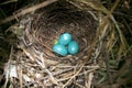 Three Catbird Eggs Royalty Free Stock Photo