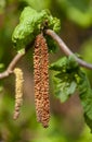 Catkins with pollen at a hazelnut tree Corylus avellana