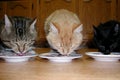 Three cats Royalty Free Stock Photo