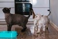 Three cats are asking for food in the kitchen and eating from a bowl. Pets are hungry Royalty Free Stock Photo