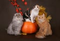Three cats in the autumn still life. Royalty Free Stock Photo