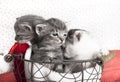 Three cats babies Royalty Free Stock Photo