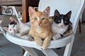 Three litle cats Royalty Free Stock Photo