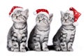 Three cats on christmas Royalty Free Stock Photo