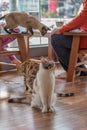 Three Cats and coffee Royalty Free Stock Photo