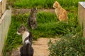 Three cats of different colors sitting on the lawn. Royalty Free Stock Photo