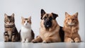 Three cats and dog together side by side Royalty Free Stock Photo