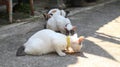 Three cats eating on a concrete