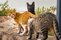 Three cats have fun on a stone fence. The cat sniffs his friend`s tail. Spring animal games