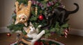 Three cats climbed the Christmas tree Royalty Free Stock Photo