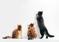 Three cats looking up the wall. Young kittens play time Royalty Free Stock Photo