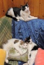 Three cats lying on a couch