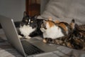 Three cats are lying in front of the laptop