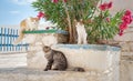 Three cats posing in a greek alleyway