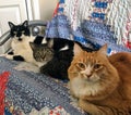 Three cats posing for a photo sitting on a couch.  This group of cats us all different shapes, sizes and colours. Royalty Free Stock Photo