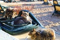 Three cats resting on plastic loungers, beach.