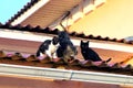 Three cats on the roof