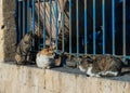 Three cats sit on the wall for sunbathe Royalty Free Stock Photo