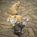Three cats sit on a wild stone floor outdoors Royalty Free Stock Photo