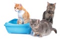 Three cats sitting beside cat litter box Royalty Free Stock Photo