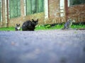 Three cats sitting on the ground near the plant Royalty Free Stock Photo