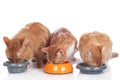 Three cats sitting at their food bowls Royalty Free Stock Photo