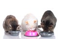 Three cats sitting at their food bowls