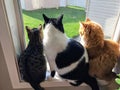 Three cats sitting together on a window sill looking out the window into the backyard.