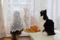 Three cats sitting together by the window