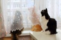 Three cats sitting together by the window