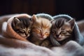 Three cats sleeping in a chair. Royalty Free Stock Photo