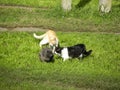 Three cats sniffing on the grass