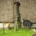 Three cats sniffing near a building
