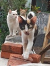 three cats standing on a concrete fence. there is a cat looking at the photographer